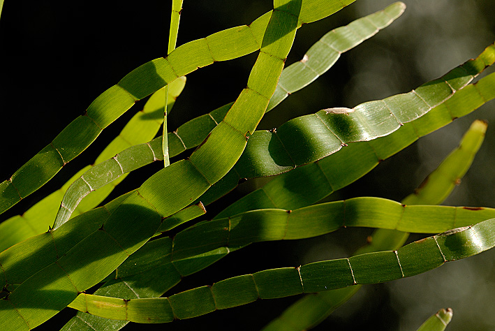 Homalocladium platycladum (pianta coltivata)